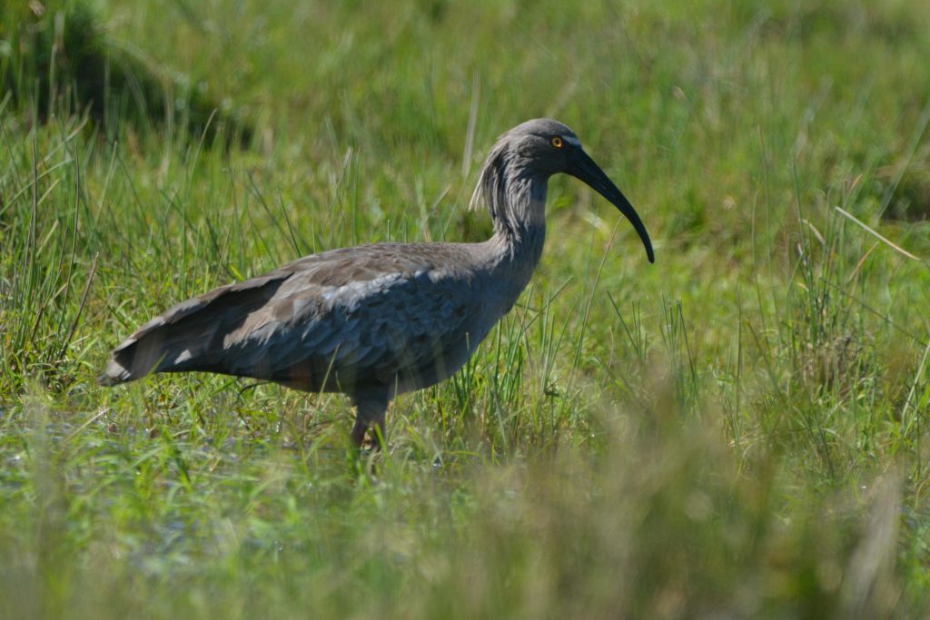 Como Escolher o Cartão de Crédito Ideal: Comparativo entre os Principais Bancos da Sérvia - Como solicitar cartão de crédito online